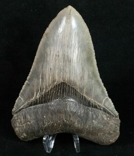 Megalodon Tooth - Sharp Serrations #10799